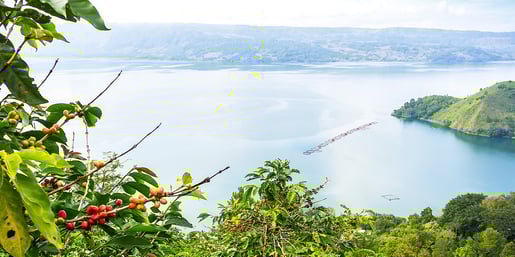 moccona view water plants landscape
